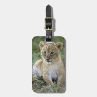 lion d'Afrique, Panthera leo), Tanzanie,