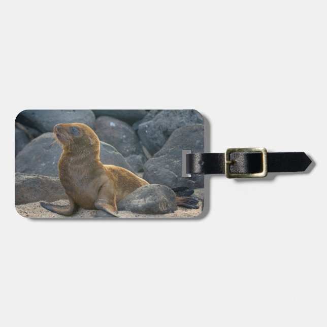 Étiquette À Bagage Lion de mer des Galapagos (Devant horizontal)