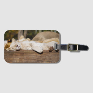 Étiquette À Bagage Lions dormant au soleil en Afrique du Sud