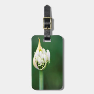 Étiquette À Bagage Lis d'Afrique, Agapanthus Praecox, Le Cap