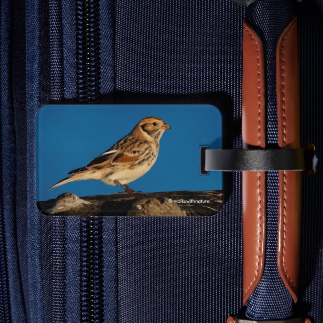 Étiquette À Bagage Longspur de la Laponie sur un journal éclairé (Verso Insitu 2)