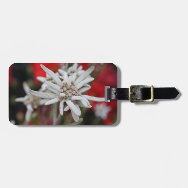 Étiquette À Bagage Lovely Edelweiss Leontopodium nivale (Devant horizontal)