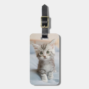 Étiquette À Bagage Maine Coon Kitten