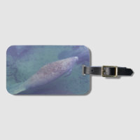 Manatee Florida Natation Photo Cute