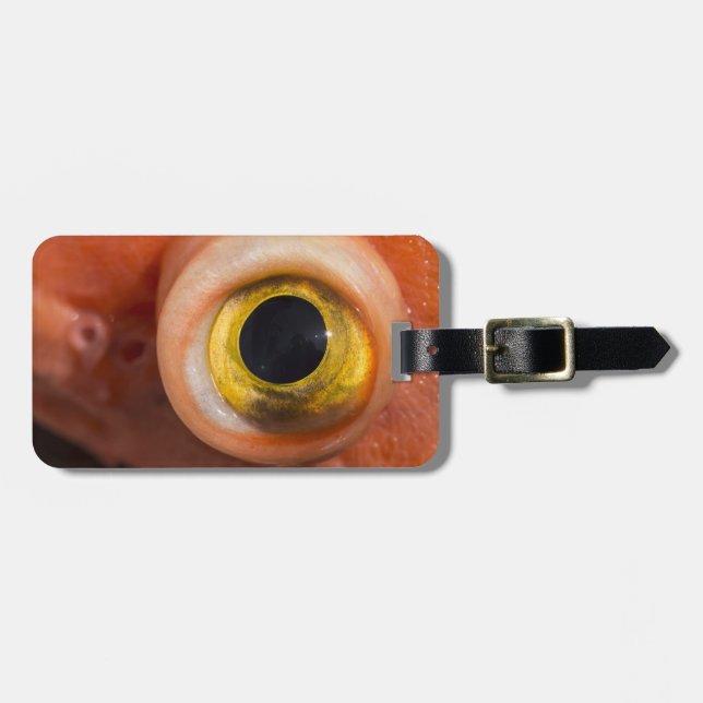 Étiquette À Bagage Oeil de sébaste (Devant horizontal)