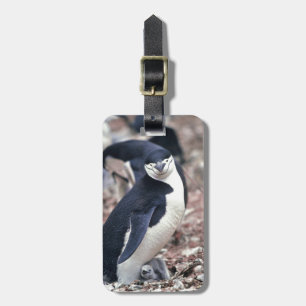 Étiquette À Bagage Oiseau de pingouin mignon animal noir eau blanche