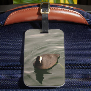 Étiquette À Bagage Oiseau noir et blanc Coot américain