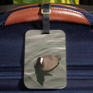 Étiquette À Bagage Oiseau noir et blanc Coot américain