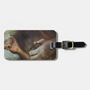 Étiquette À Bagage Orang-outan de Sumatra, Pongo pygmaeus