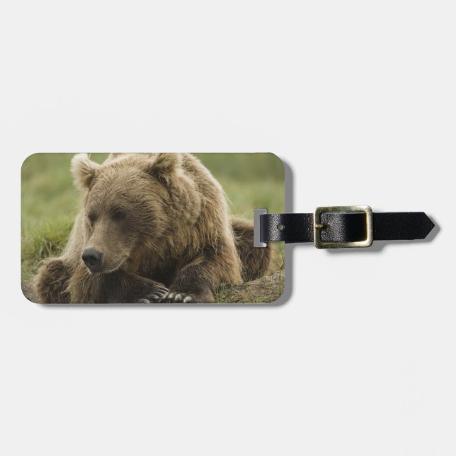 Étiquette À Bagage Ours brun, ou Grizzly côtier, Ursus (Devant horizontal)