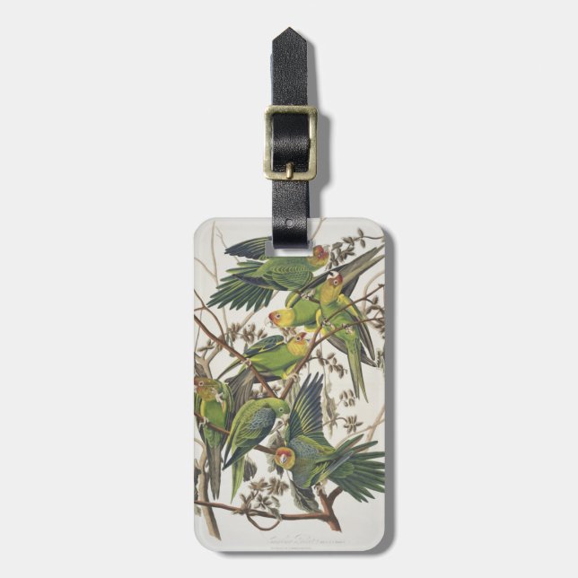 Étiquette À Bagage Perruche de Caroline, des "oiseaux de l'Amérique", (Devant Vertical)