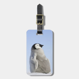 Étiquette À Bagage Pingouin d'empereur de bébé, île de colline de