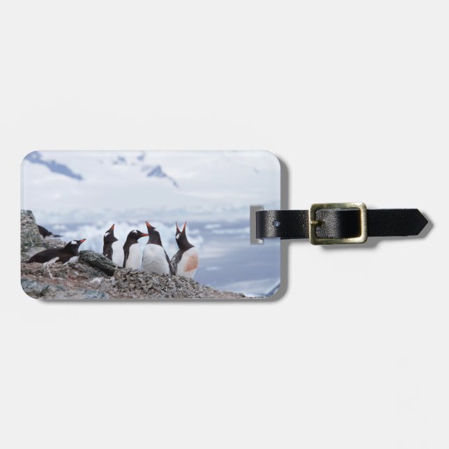 Étiquette À Bagage Pingouins en Antarctique (Devant horizontal)