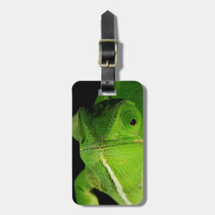 Étiquette À Bagage Portrait Du Chameleon À Cou-Volant
