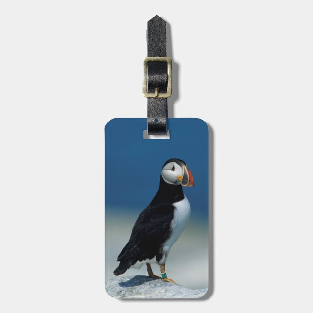 Étiquette À Bagage Portrait d'un Puffin de l'Atlantique (Devant Vertical)