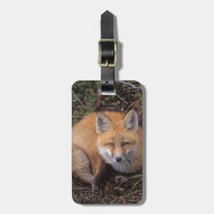 Étiquette À Bagage renard roux, Vulpes vulpes, en couleurs d'automne