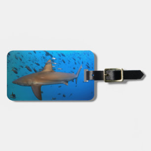 Étiquette À Bagage Requin de récif des Galapagos