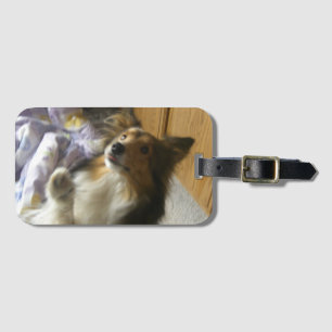 Étiquette À Bagage Sheltie qui mendie