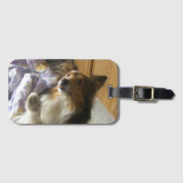 Étiquette À Bagage Sheltie qui mendie (Devant Horizontal)