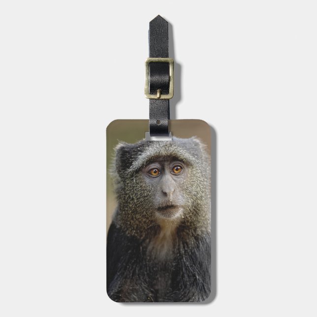 Étiquette À Bagage Singe de Sykes ou Cercopithèque à diadème, Cercopi (Devant Vertical)