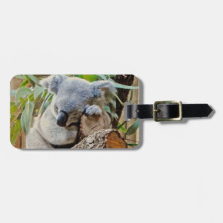 Étiquette À Bagage Sommeil d'ours de koala de l'Australie