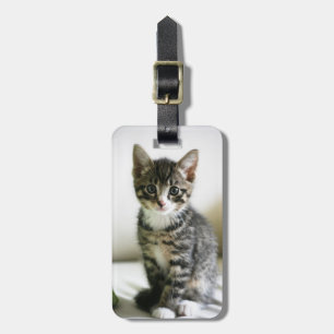 Étiquette À Bagage Stare de Kitten