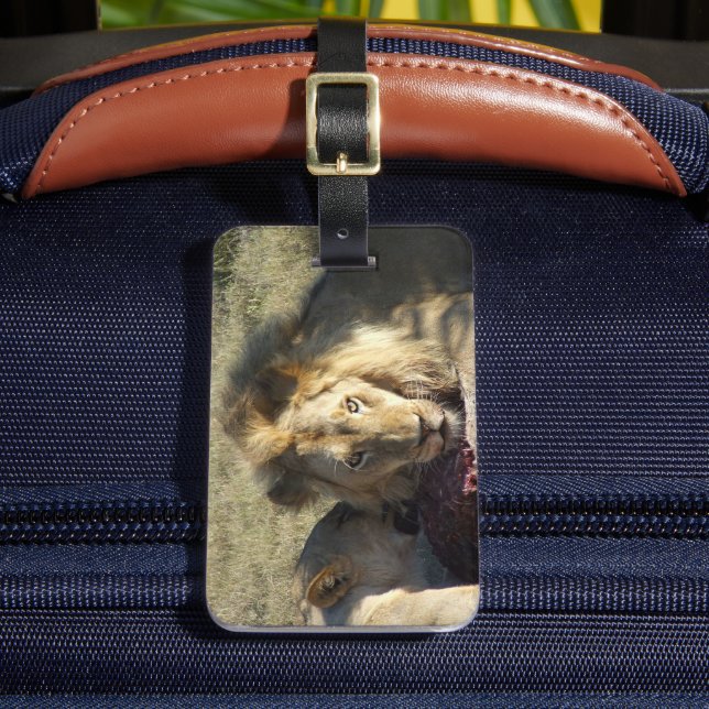 Étiquette À Bagage Stare Lion Africain (Insitu Rectoal 2)