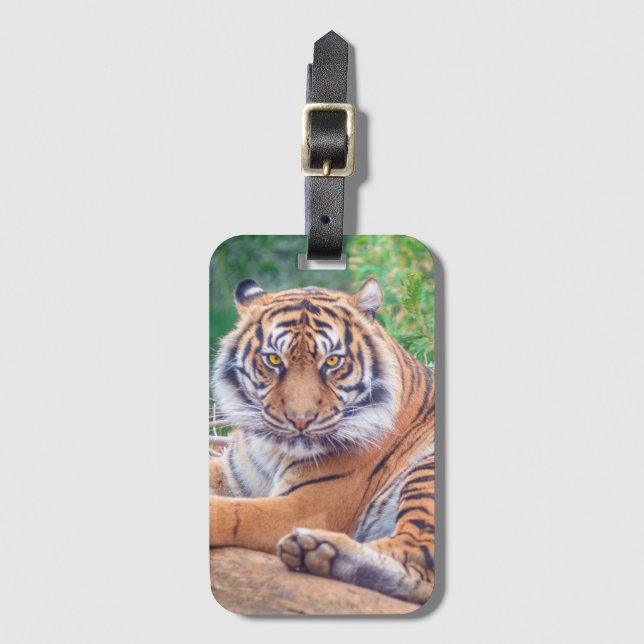 Étiquette À Bagage Stunning Reclining Tiger Photograph (Devant Vertical)