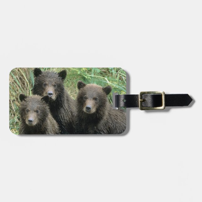 Étiquette À Bagage Trois oursons grizzly ou coys (Devant horizontal)