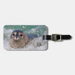 Étiquette À Bagage Un bébé phoque surfant
