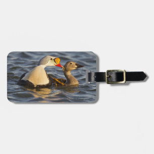 Étiquette À Bagage Un couple d'eiders royaux en parade dans un étang 