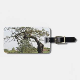 Étiquette À Bagage Vieil arbre en Italie