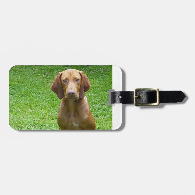 Étiquette À Bagage vizsla sitting.png (Devant horizontal)