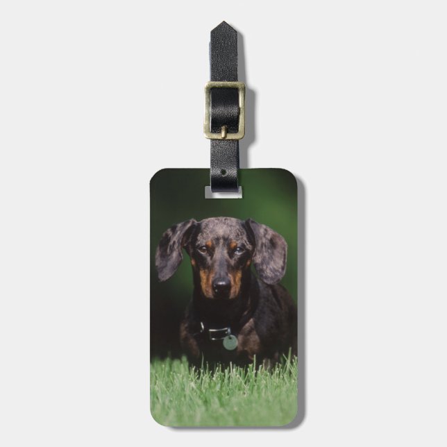 Étiquette À Bagage Vue de Dachshund couleur panaché (Devant Vertical)