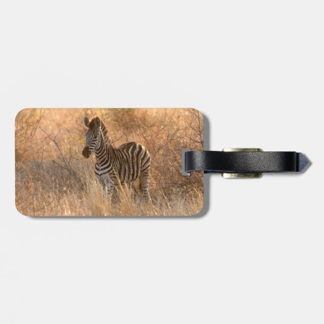 Étiquette À Bagage Zebra foal in morning light (Dos horizontal)