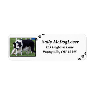 Étiquette Agilité de border collie