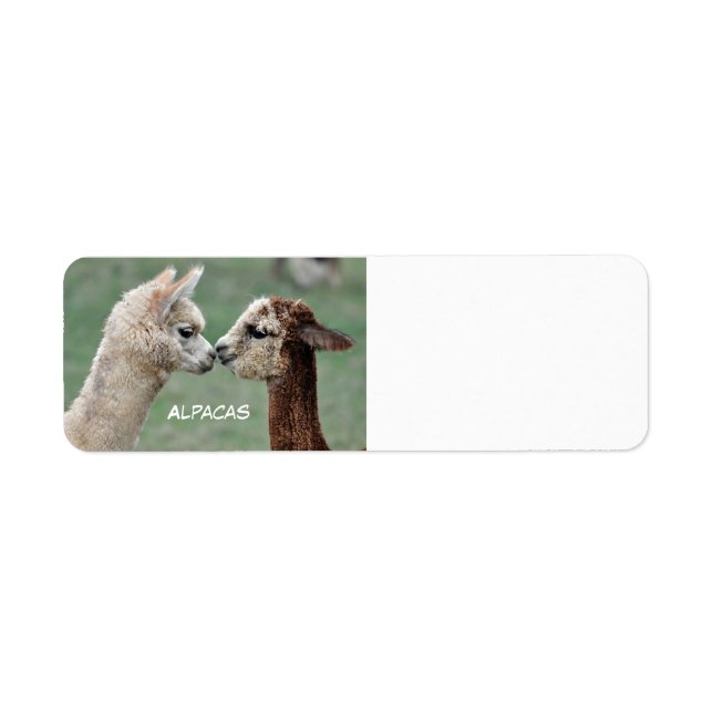Étiquette Alpacas (Devant)