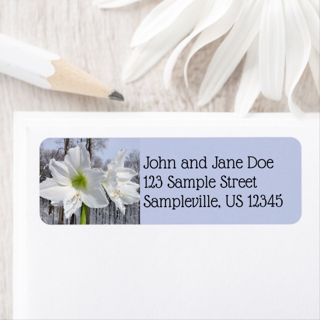 Étiquette Amaryllis blanc et neige II (En situation)