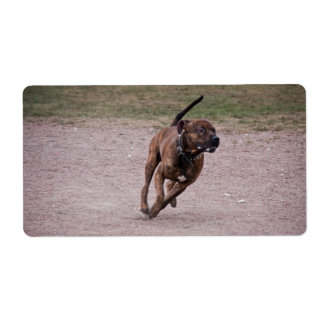 Étiquette Amstaff en cours