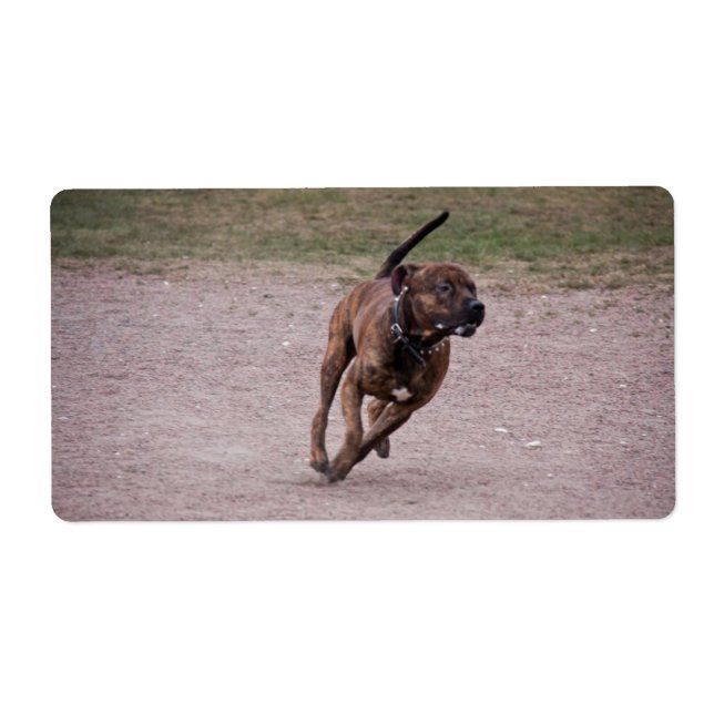 Étiquette Amstaff en cours (Devant)