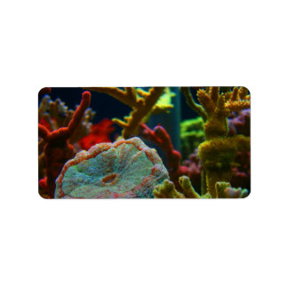 Étiquette anénome saltwater image corail aquarium tank