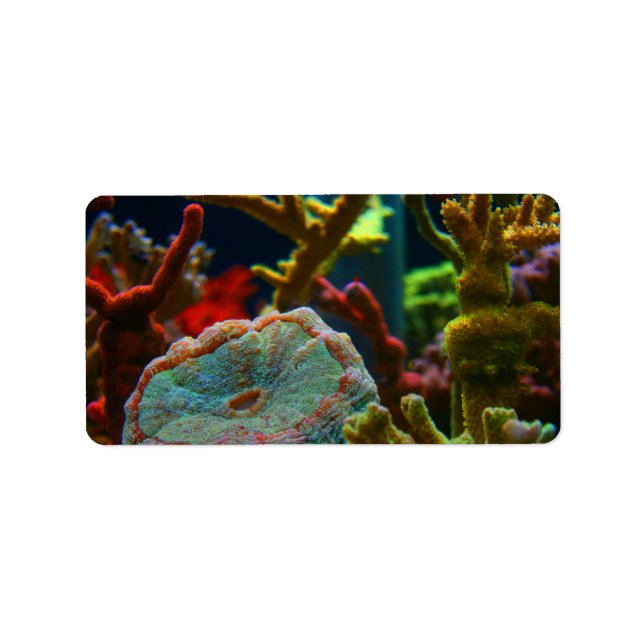 Étiquette anénome saltwater image corail aquarium tank (Devant)