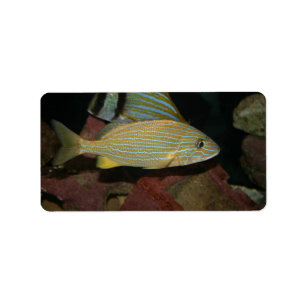 Étiquette animal jaune rayé bleu d'eau de mer de poissons
