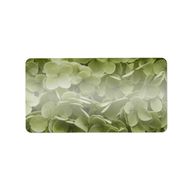 Étiquette Annabelle Hydrangea Fleurs (Devant)