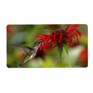 Étiquette Archilochus Rubis-Throated Colubris de colibri