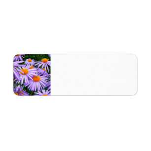 Étiquette aster-tongolensis-57764 Aster Tongolensis, nature,