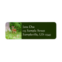 Baby Deer in the Woods Nature Photography