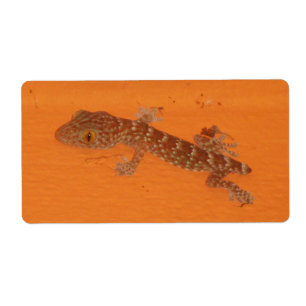 Étiquette Baby Tokay Gecko