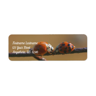 Étiquette Baiser Ladybugs Sur Une Clôture De Fil Adresse Nat