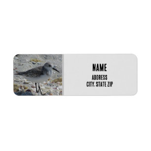 Étiquette Beach Bird Nature Photo Gris Animal côtier